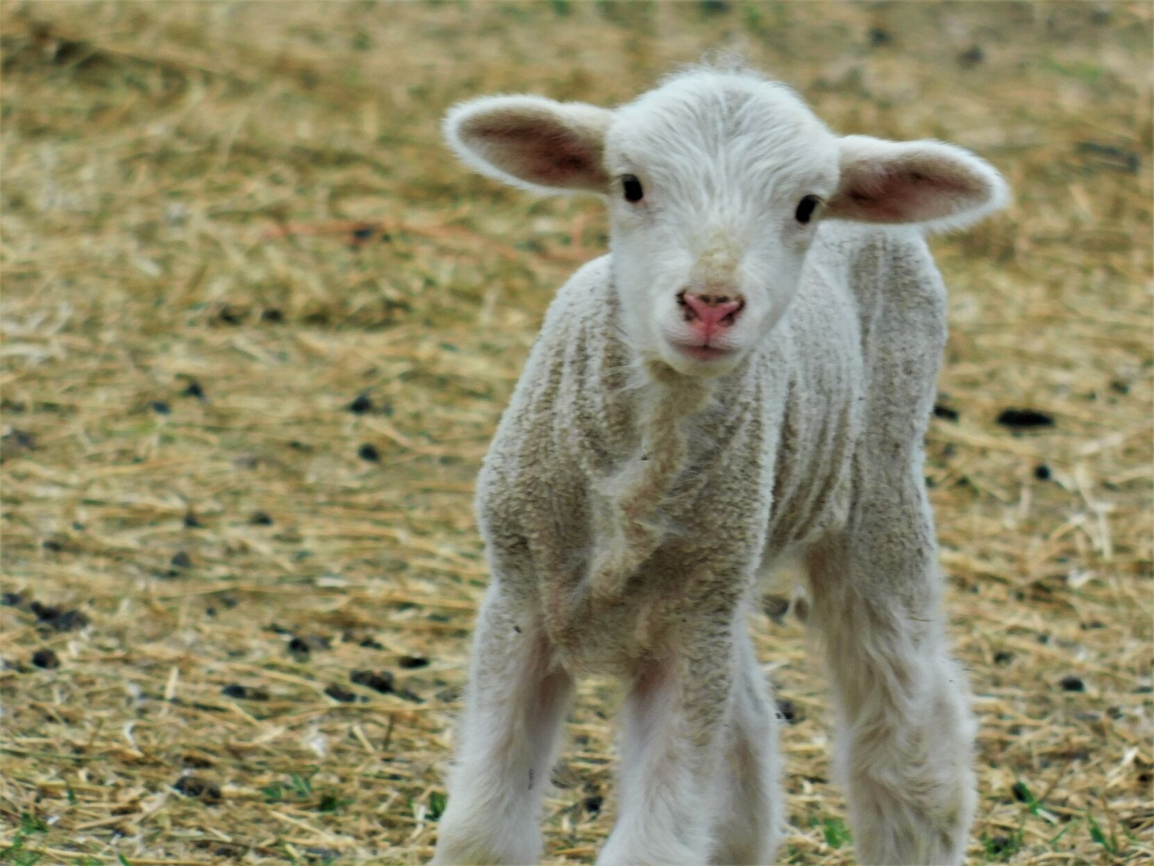 Mary had a little lamb.....